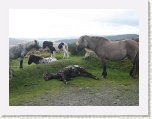 0993-Dartmoor Moors Ponies * 800 x 600 * (72KB)